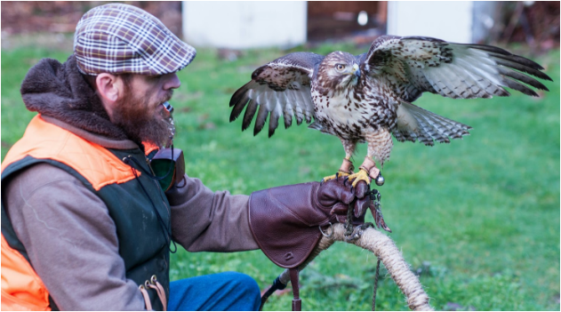 Birdman: An Insiders Look at the World of Falconry